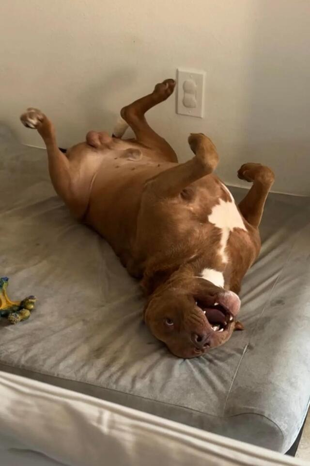 Texas neighbors save abandoned dog from heat