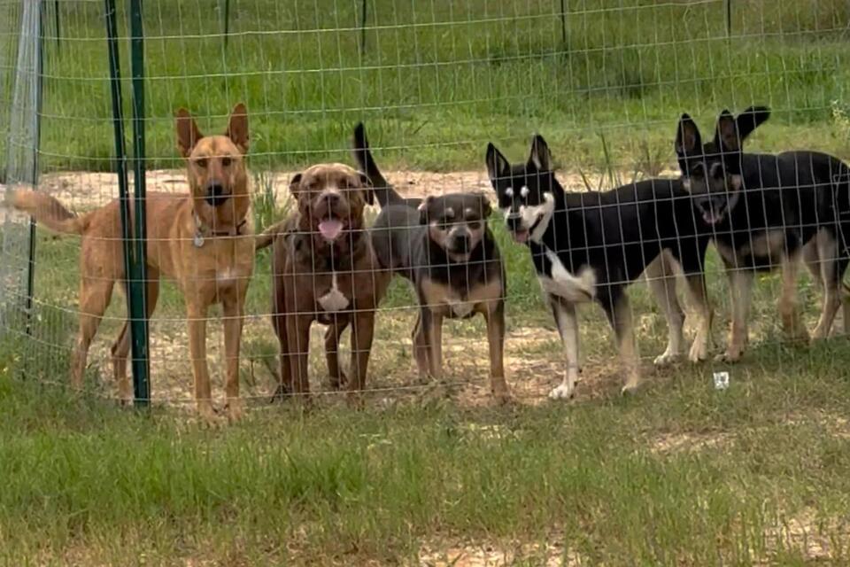 Texas neighbors save abandoned dog from heat