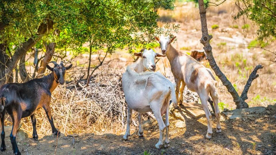 Goatbusters: Goats take on Long Island’s invasive plants