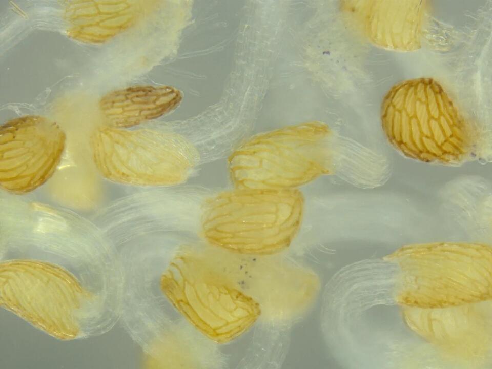 Lab-Grown Life Is Getting Wild