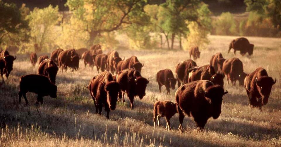 Yellowstone Bison Are Secret Gardeners