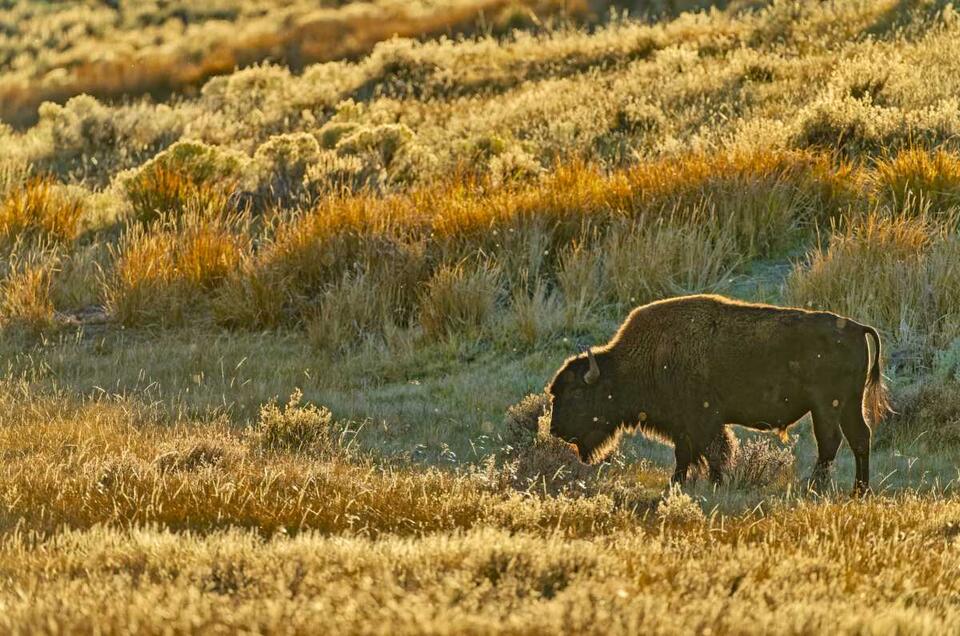 Yellowstone Bison Are Secret Gardeners