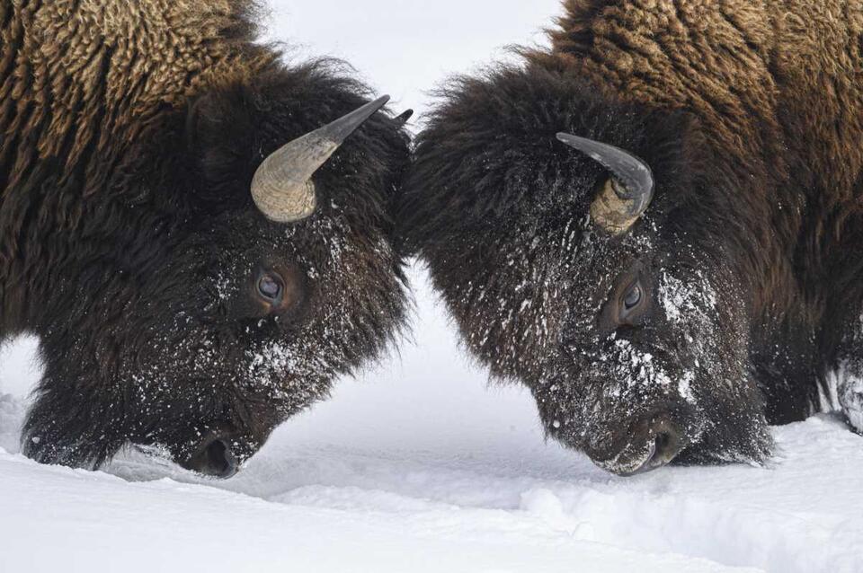 Yellowstone Bison Are Secret Gardeners