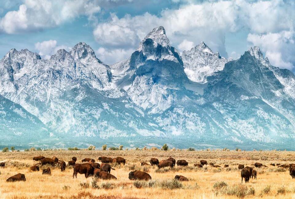 Yellowstone Bison Are Secret Gardeners