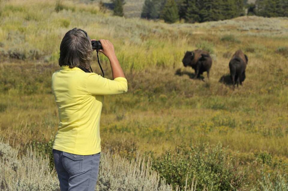 Yellowstone Bison Are Secret Gardeners