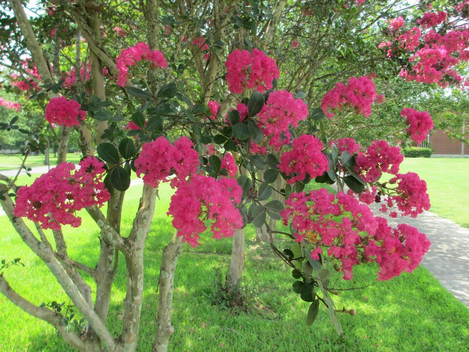 Crape myrtles bring southern color up north