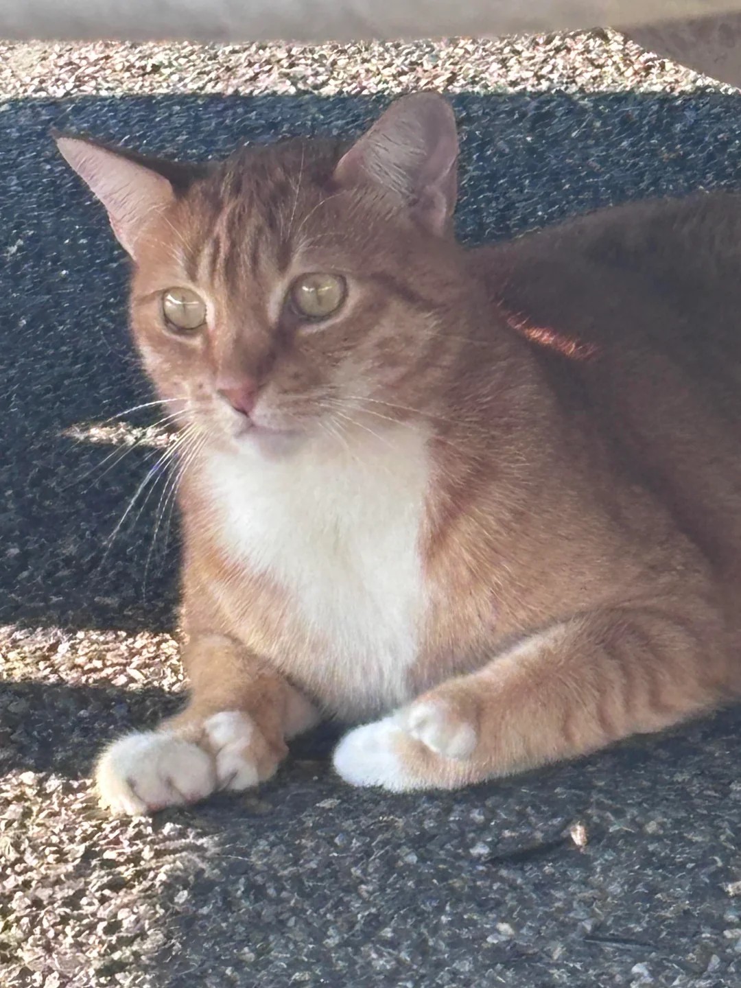 This cute kitty has been hanging around… and he’s got thumbs! 🐾👍