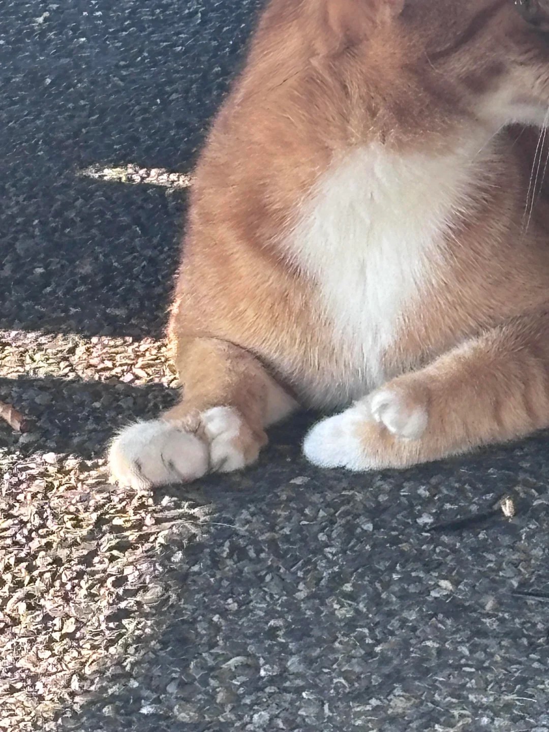 This cute kitty has been hanging around… and he’s got thumbs! 🐾👍