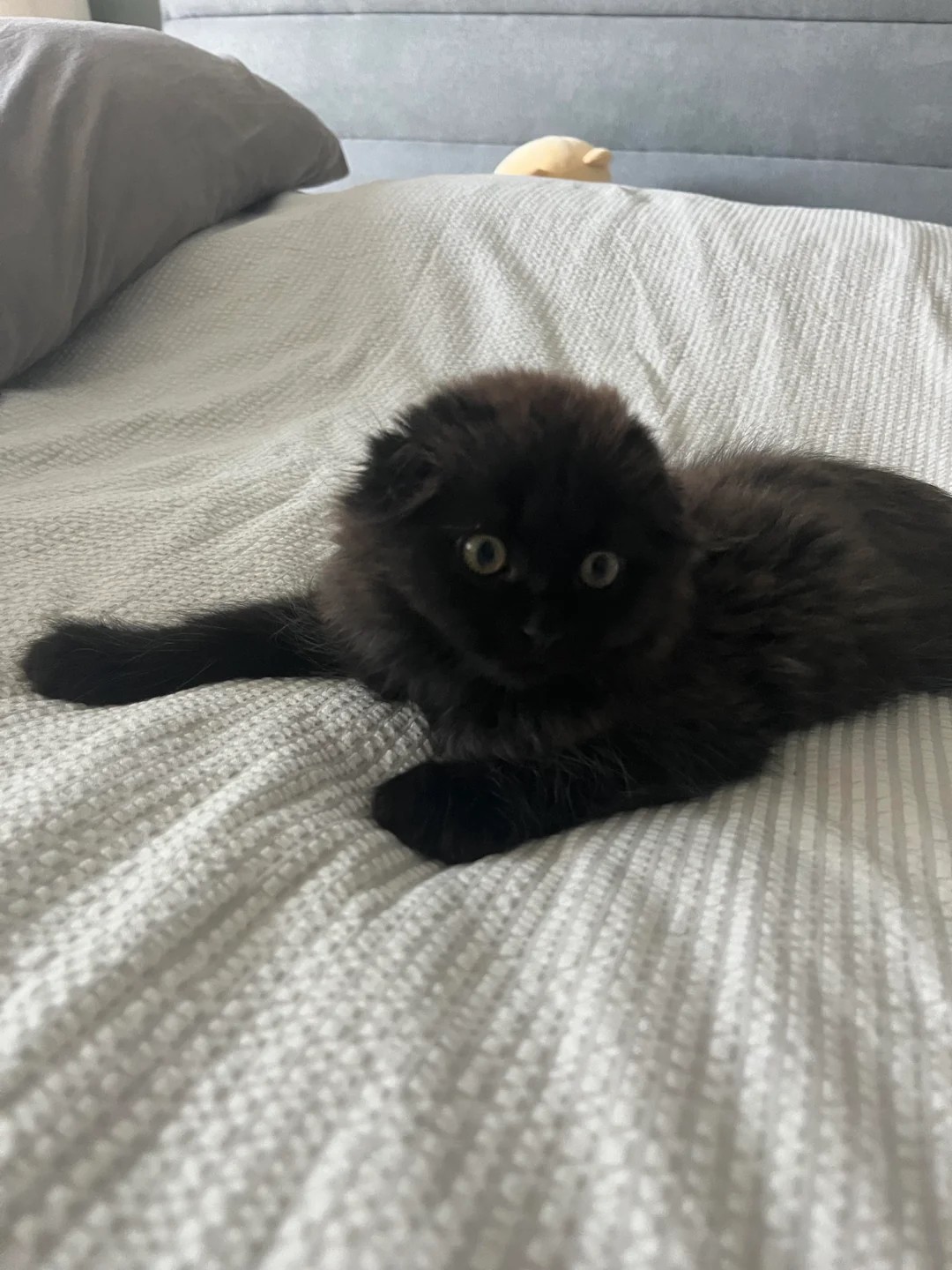 A little coal ball that seems to have no ears 🐾