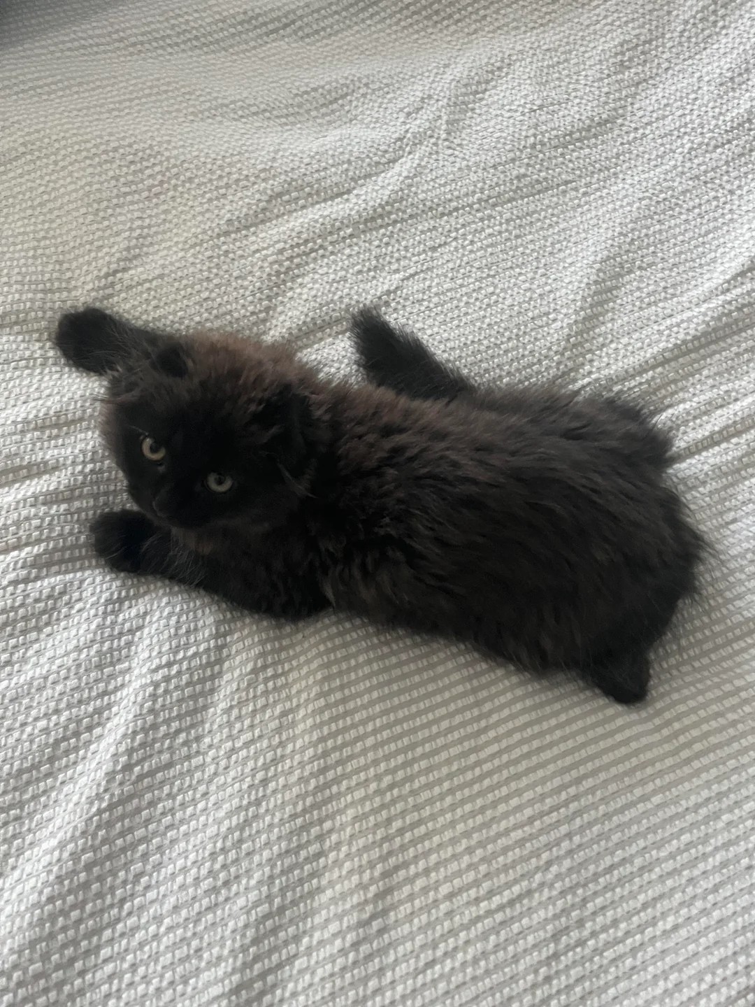 A little coal ball that seems to have no ears 🐾