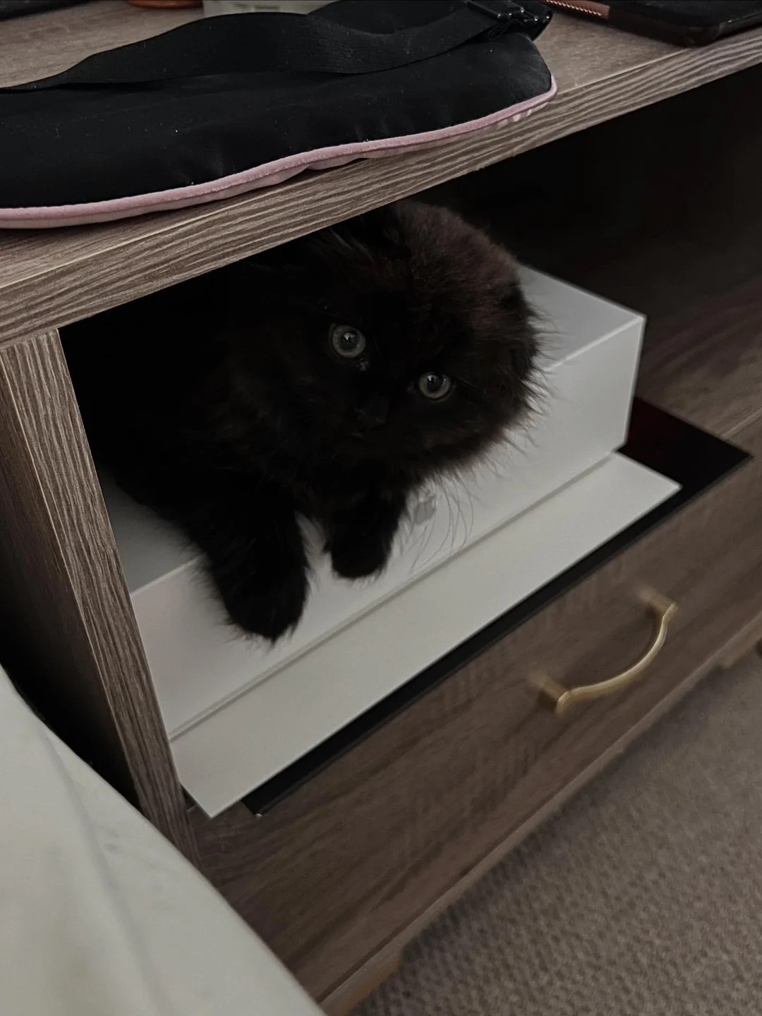 A little coal ball that seems to have no ears 🐾