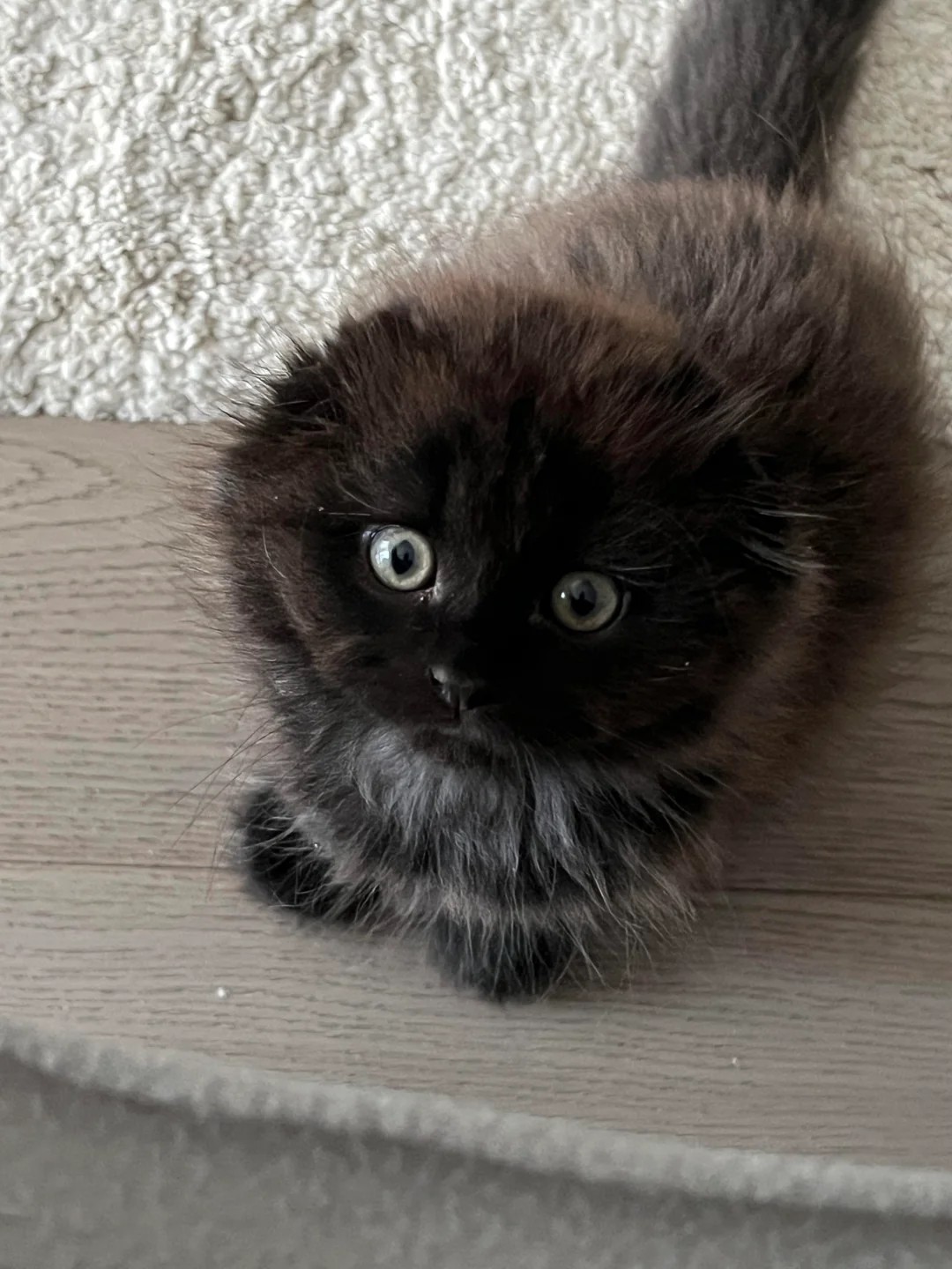 A little coal ball that seems to have no ears 🐾
