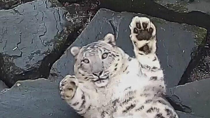 Snow leopard’s hilarious reaction to camera