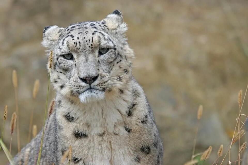 Snow leopard’s hilarious reaction to camera