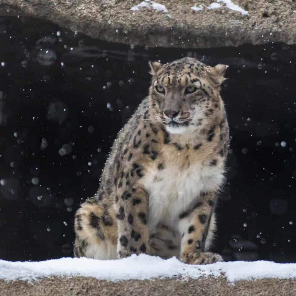 Snow leopard’s hilarious reaction to camera