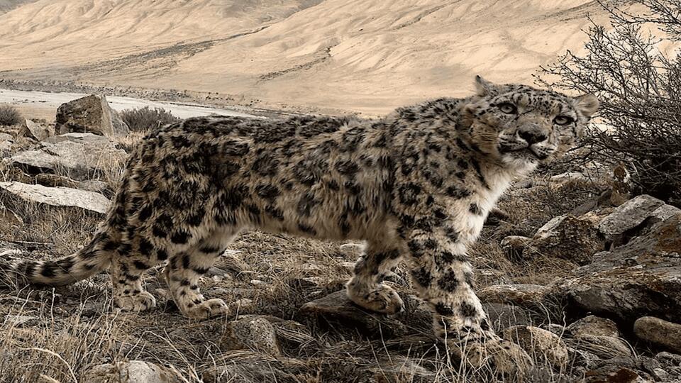 Snow leopard’s hilarious reaction to camera
