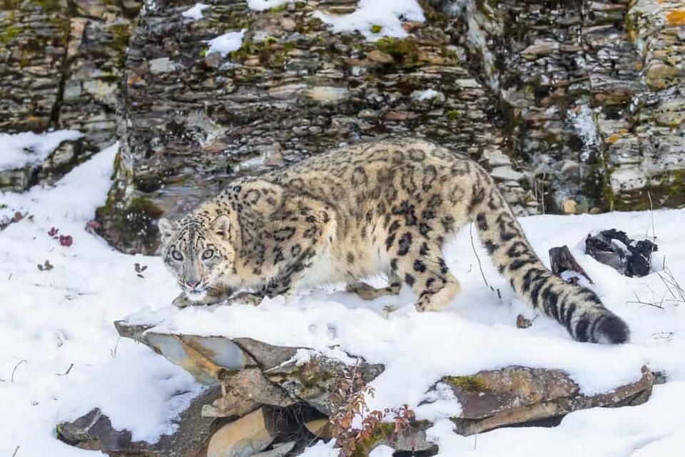 Snow leopard’s hilarious reaction to camera