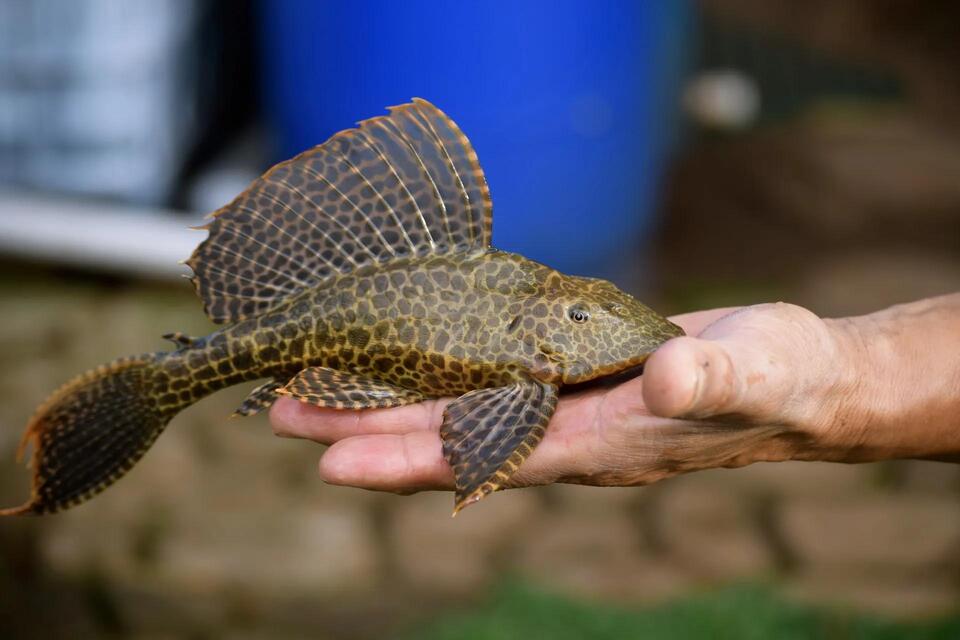 Would You Eat a Devil Fish?