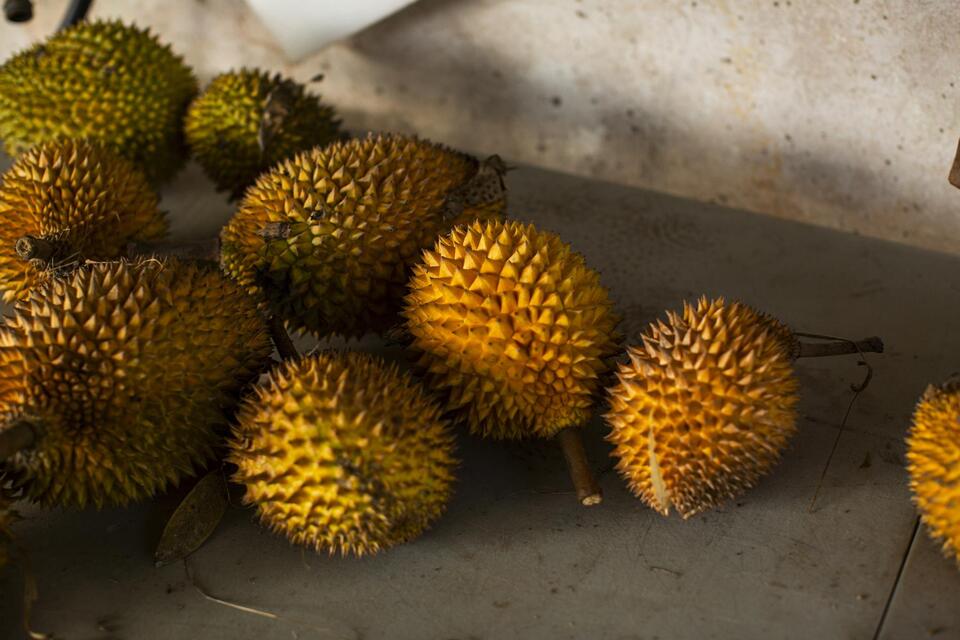 Puerto Rico’s durian craze: Love it or hate it?