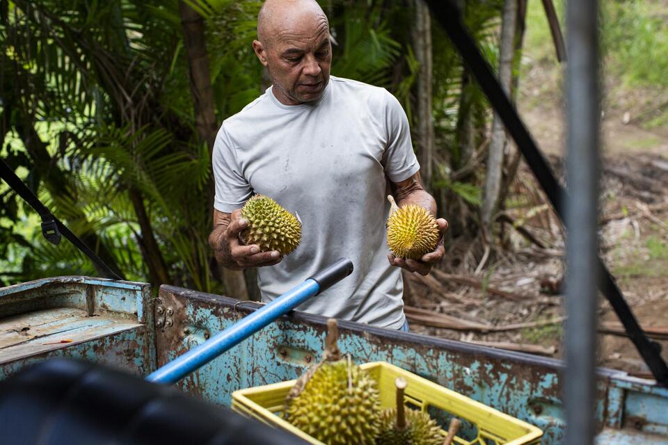 Puerto Rico’s durian craze: Love it or hate it?