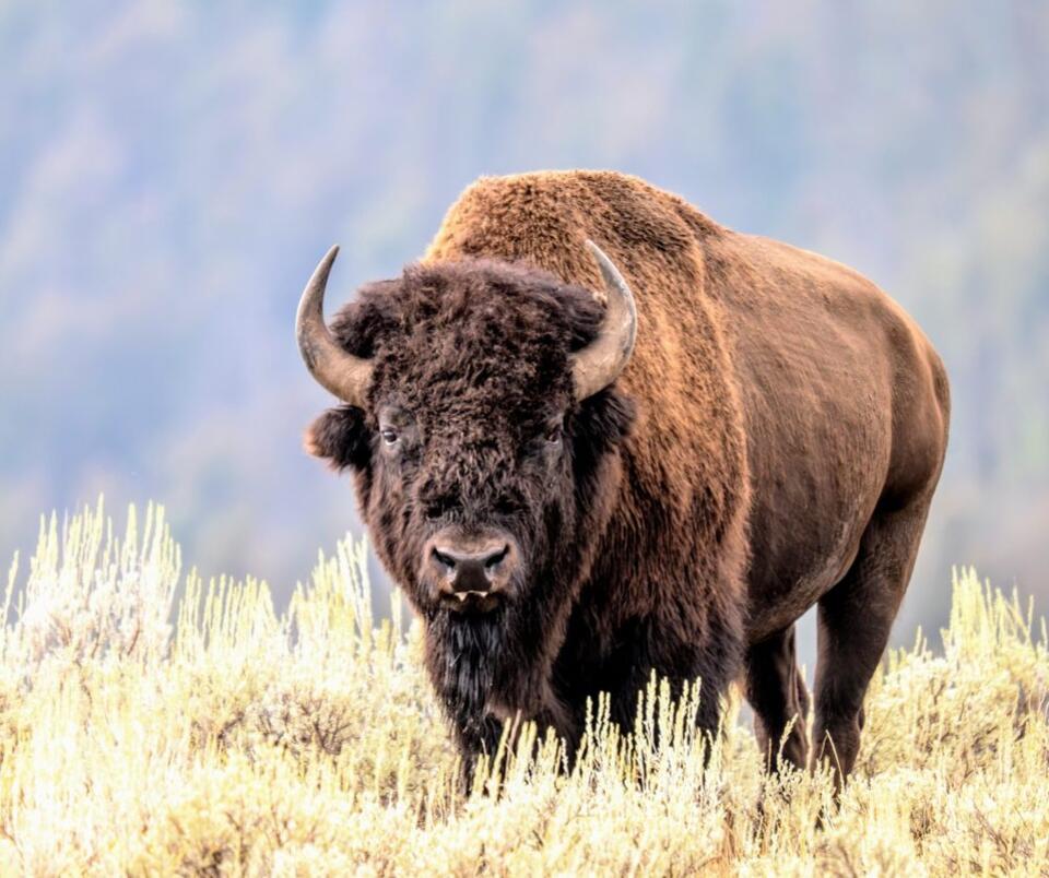 How Bison Make Grass Healthier (and Tastier)