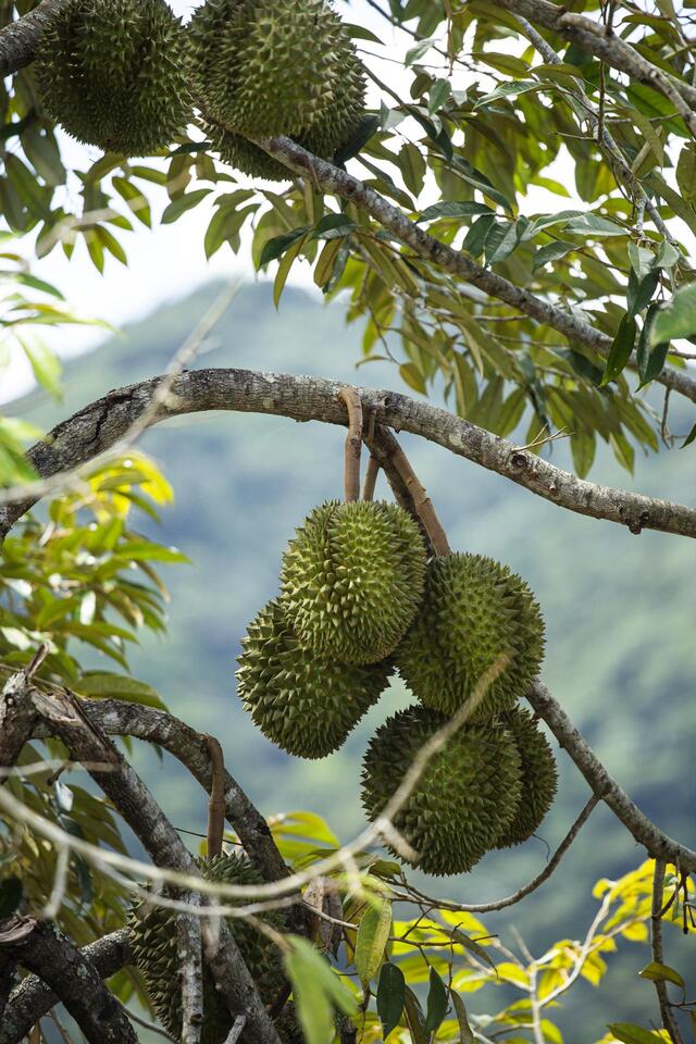 Puerto Rico’s durian craze: Love it or hate it?