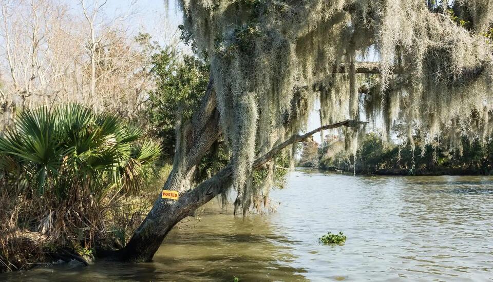 Oil Spill Wrecks Shrimp Season—Now What?