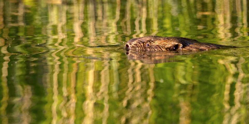 Beavers Are Flooding the Netherlands?!