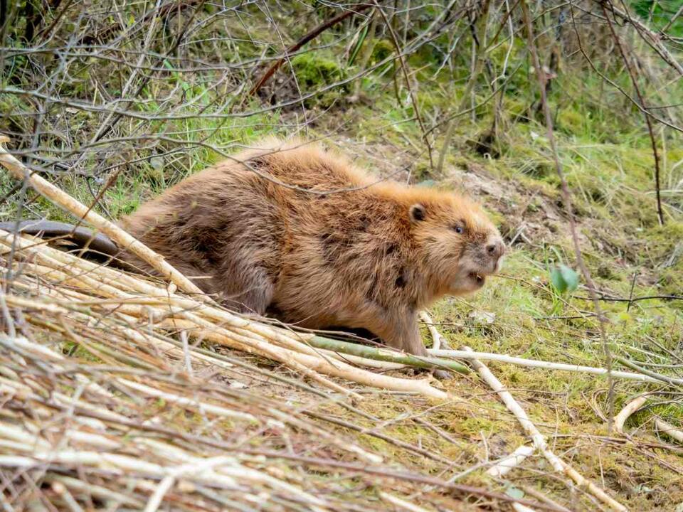 Beavers Are Flooding the Netherlands?!