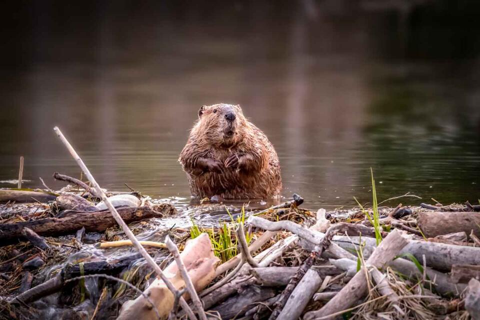Beavers Are Flooding the Netherlands?!
