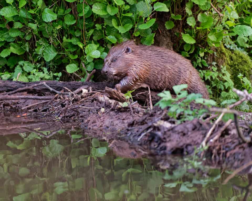 Beavers Are Flooding the Netherlands?!