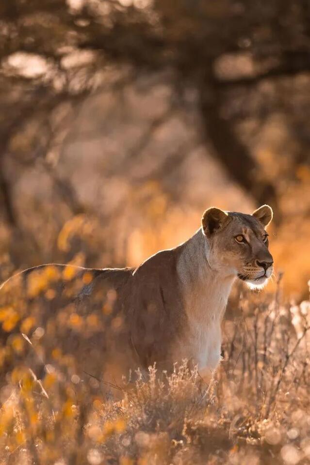 Namibia’s Safari: Big Five, Luxe Tents & Wild Vibes