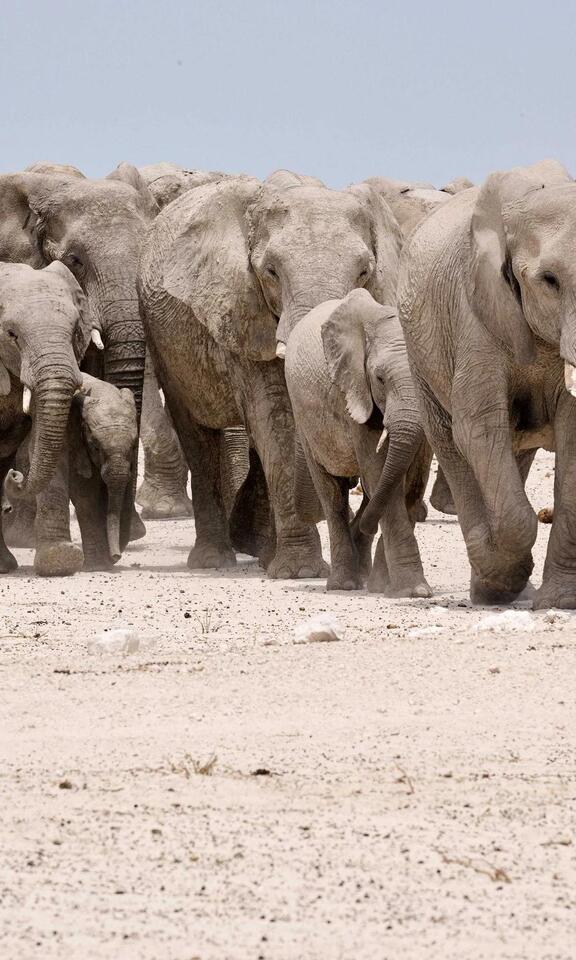 Namibia’s Safari: Big Five, Luxe Tents & Wild Vibes