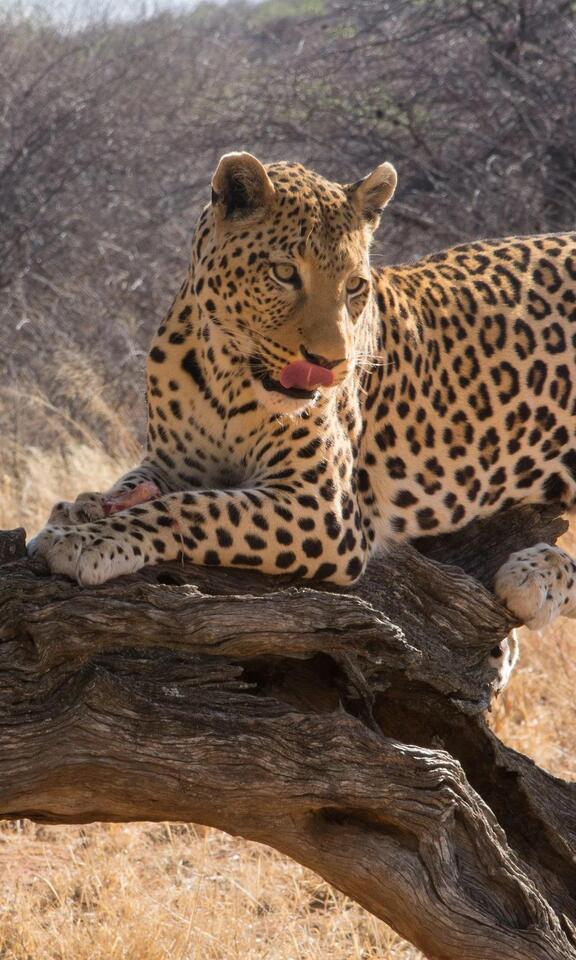 Namibia’s Safari: Big Five, Luxe Tents & Wild Vibes