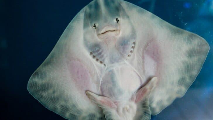 Red-eyed stingray discovered in New Mexico springs