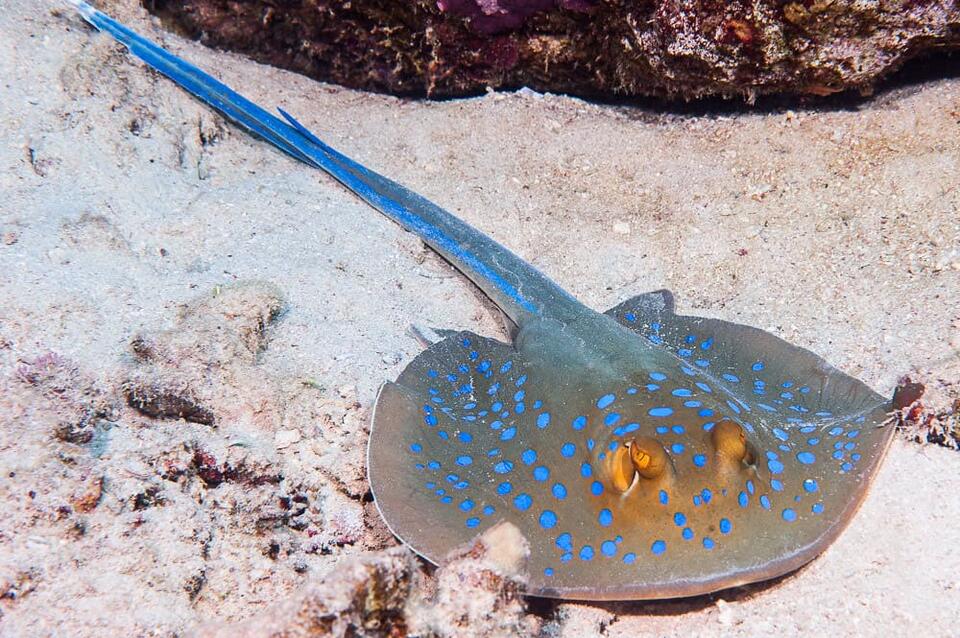 Red-eyed stingray discovered in New Mexico springs