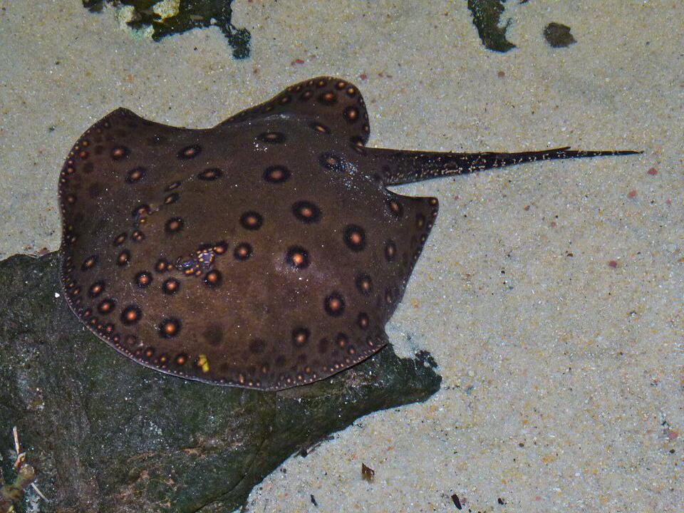 Red-eyed stingray discovered in New Mexico springs