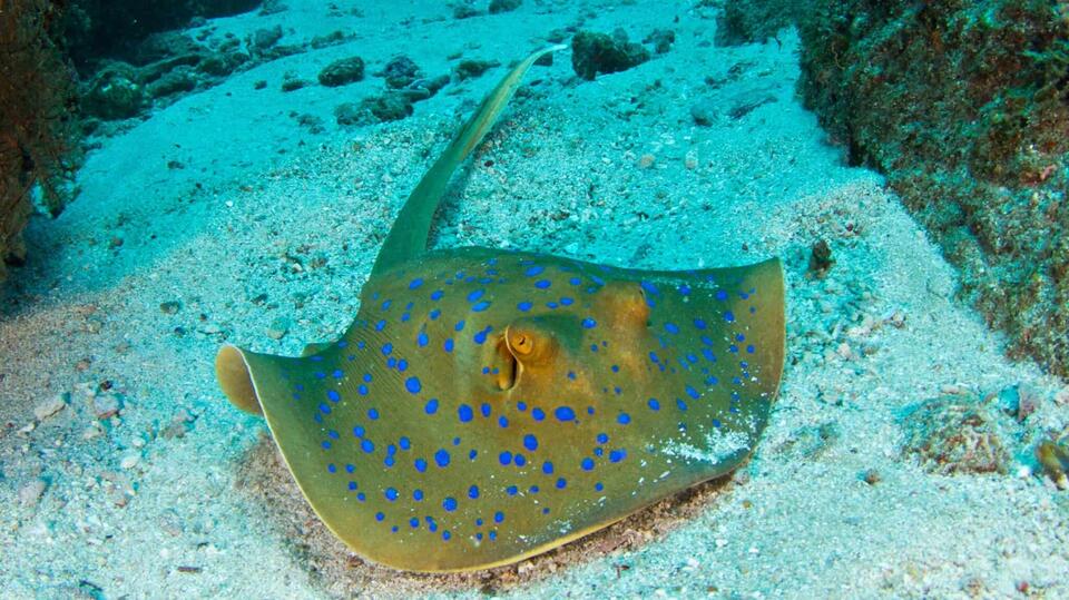 Red-eyed stingray discovered in New Mexico springs