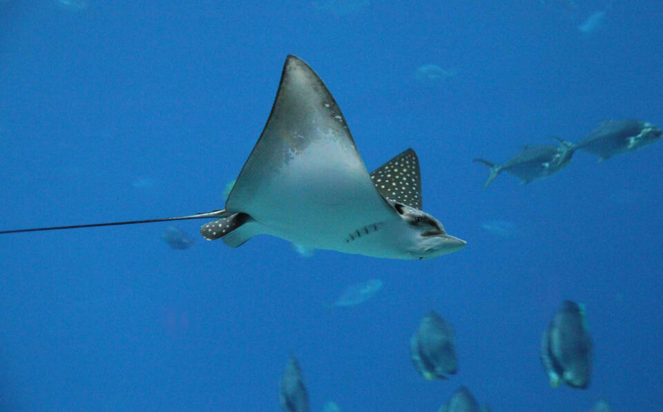 Red-eyed stingray discovered in New Mexico springs