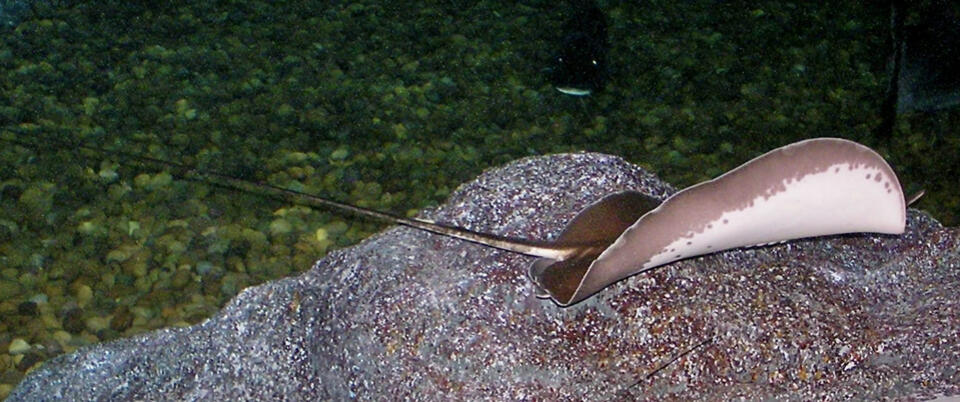 Red-eyed stingray discovered in New Mexico springs