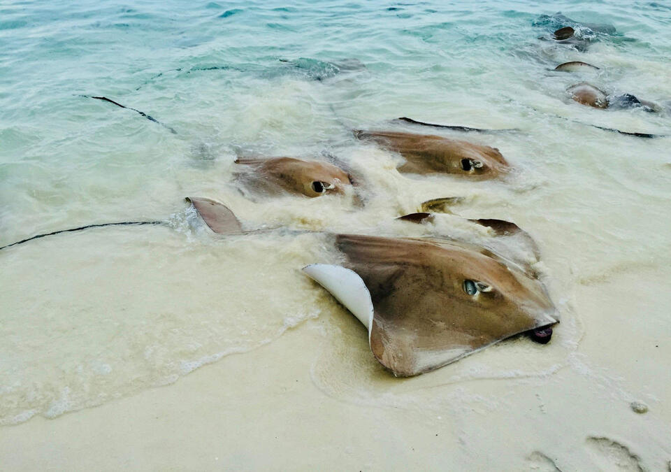 Red-eyed stingray discovered in New Mexico springs