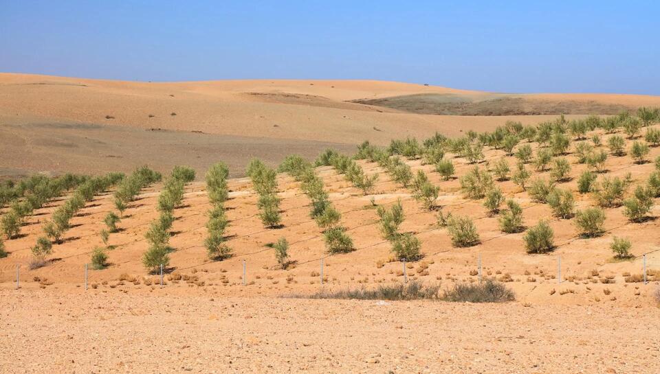 Morocco’s Farming Glow-Up: Tech Meets Tradition
