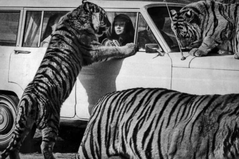 You Won’t Believe 70s Amusement Park Chaos