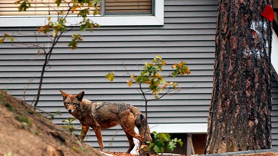 Lancaster County fox scare: What pet owners need to know