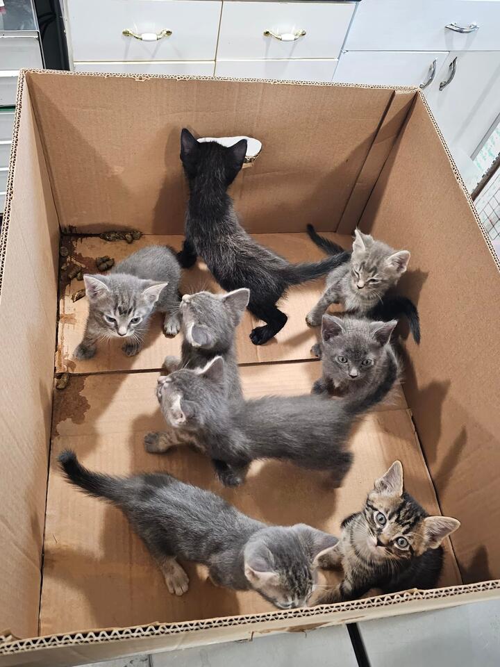 Eight kittens abandoned at Lewisburg shelter