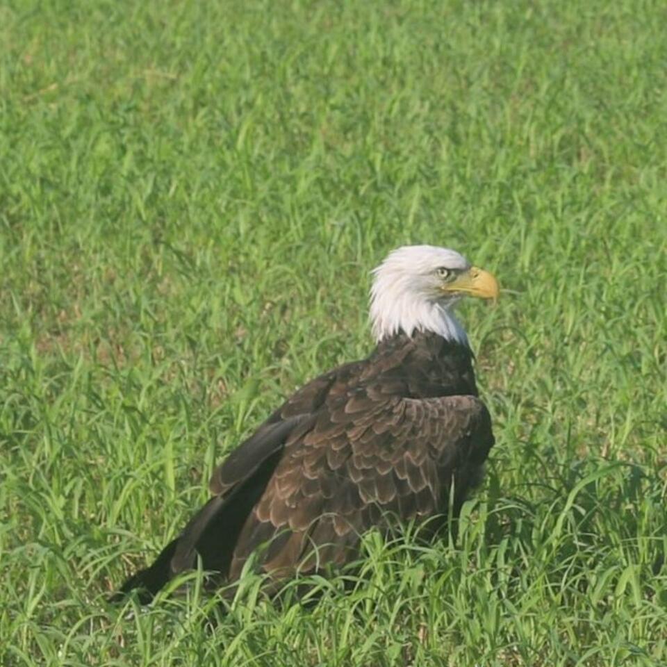 Bald eagle’s food coma has Missouri talking