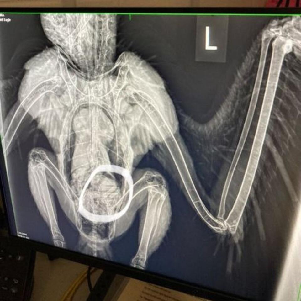 Bald eagle’s food coma has Missouri talking