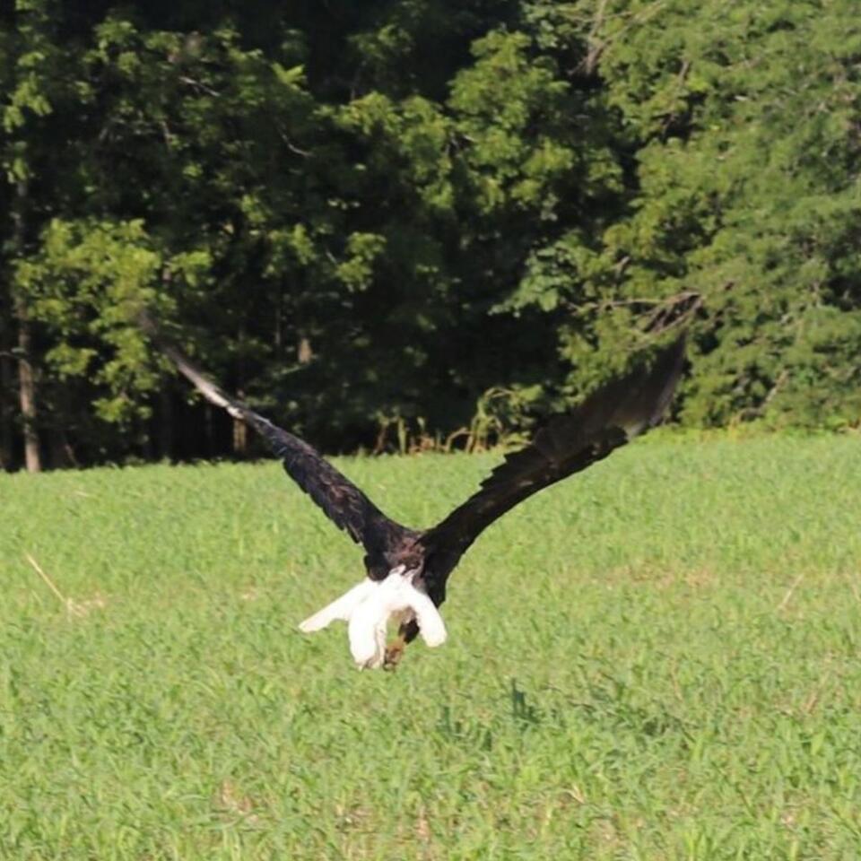 Bald eagle’s food coma has Missouri talking