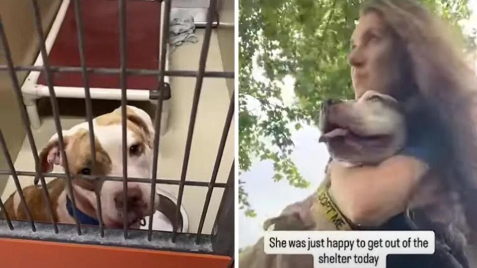 Shelter dog’s day out leads to a new home