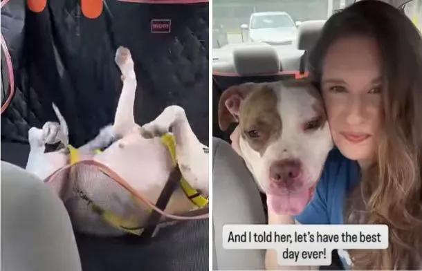 Shelter dog’s day out leads to a new home